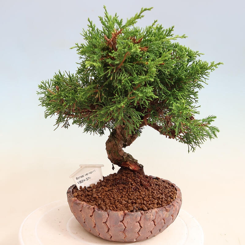 Outdoor bonsai - Juniperus chinensis Itoigawa - Chinese juniper