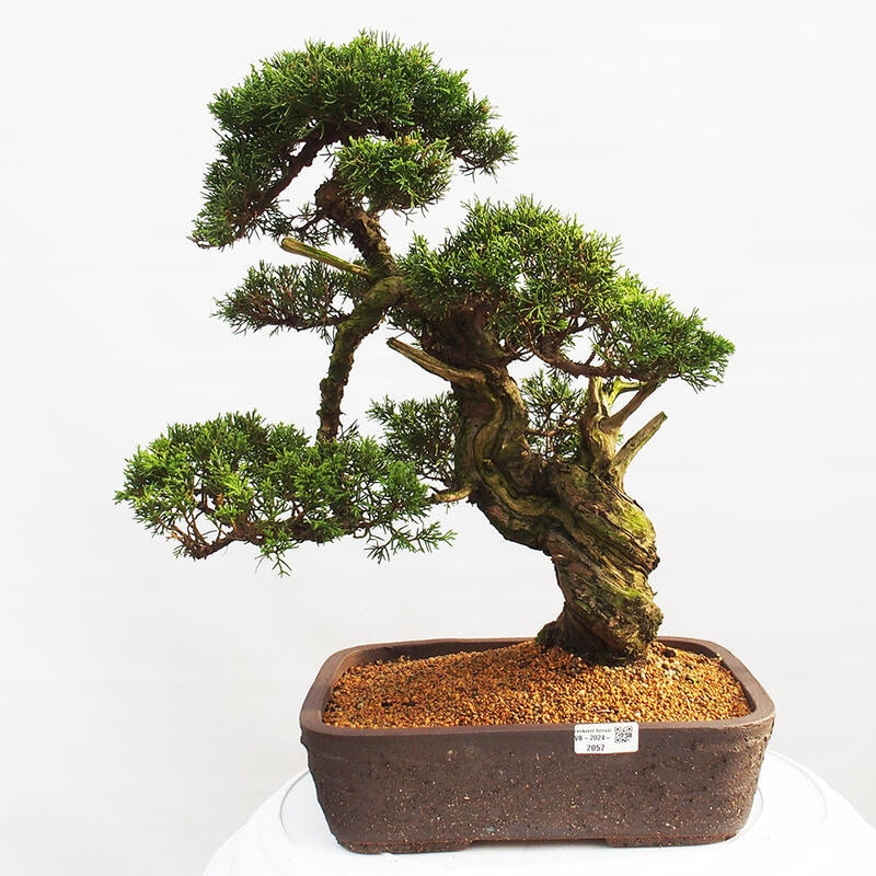 Outdoor bonsai - Juniperus chinensis Itoigawa - Chinese juniper