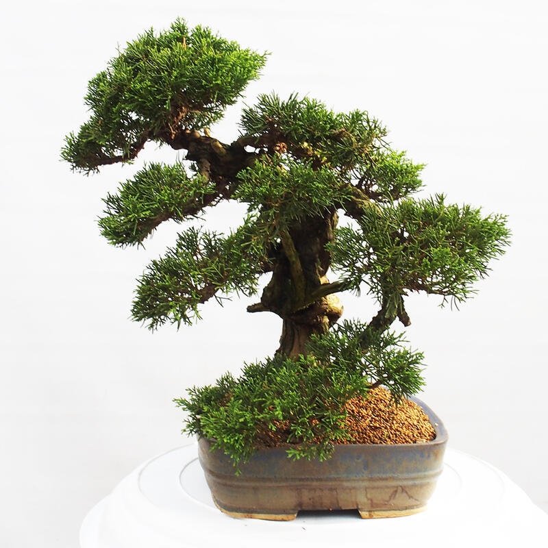 Outdoor bonsai - Juniperus chinensis Itoigawa - Chinese juniper