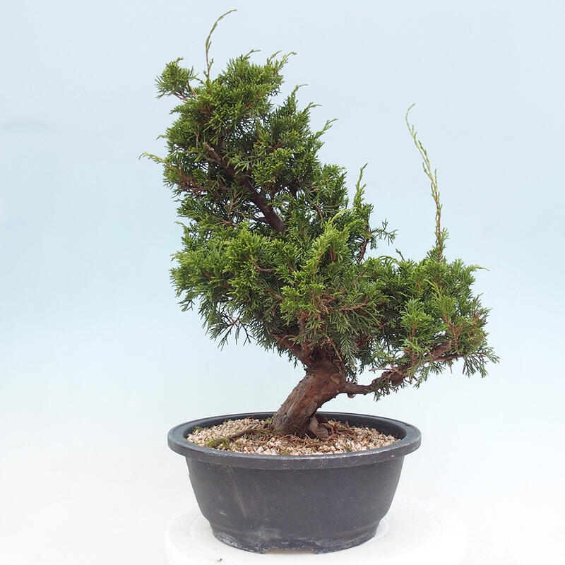 Outdoor bonsai - Juniperus chinensis Itoigawa - Chinese juniper