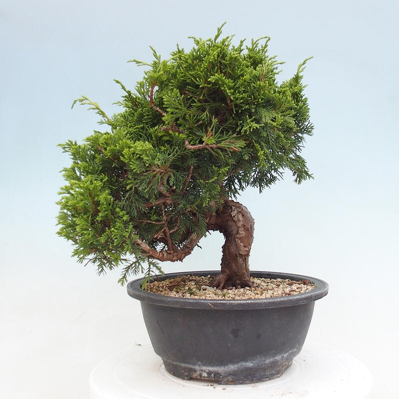 Outdoor bonsai - Juniperus chinensis Itoigawa - Chinese juniper