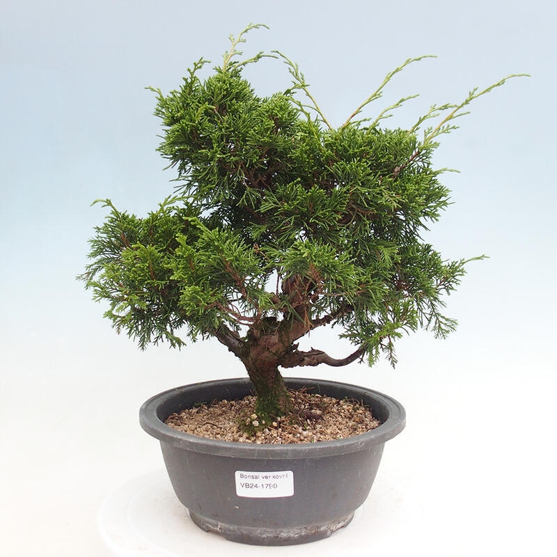 Outdoor bonsai - Juniperus chinensis Itoigawa - Chinese juniper