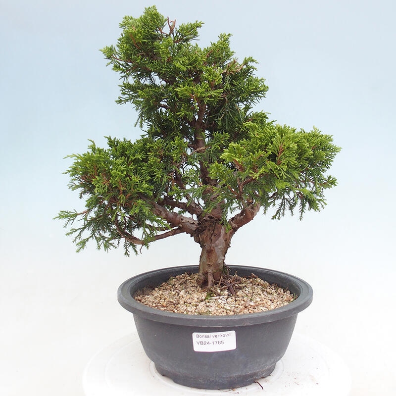 Outdoor bonsai - Juniperus chinensis Itoigawa - Chinese juniper