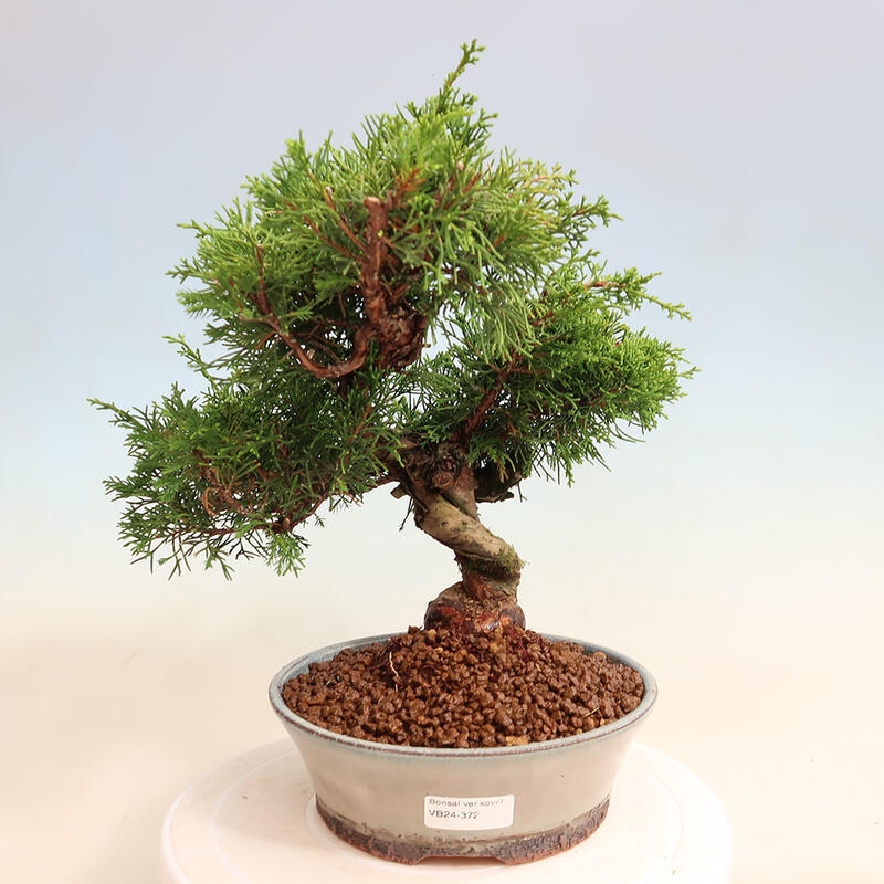 Outdoor bonsai - Juniperus chinensis Itoigawa - Chinese juniper