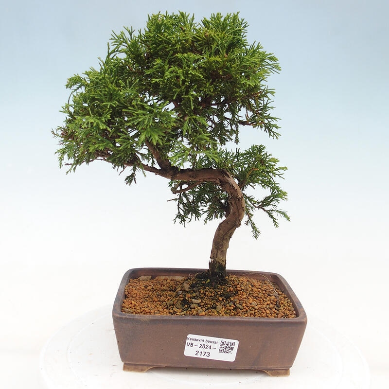 Outdoor bonsai - Juniperus chinensis Itoigawa - Chinese juniper