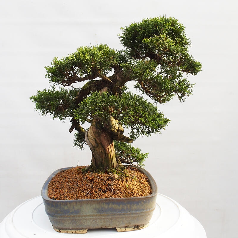 Outdoor bonsai - Juniperus chinensis Itoigawa - Chinese juniper