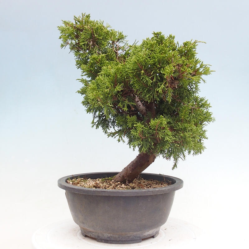 Outdoor bonsai - Juniperus chinensis Itoigawa - Chinese juniper