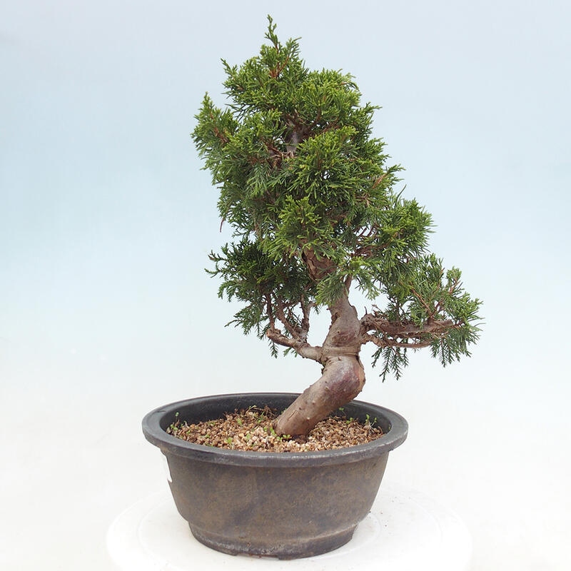 Outdoor bonsai - Juniperus chinensis Itoigawa - Chinese juniper