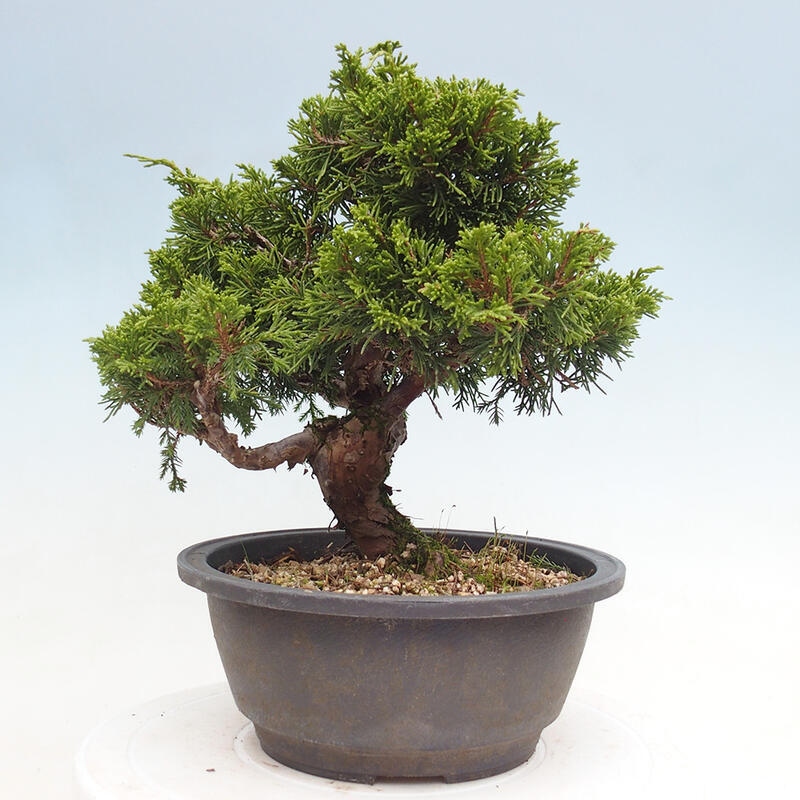 Outdoor bonsai - Juniperus chinensis Itoigawa - Chinese juniper