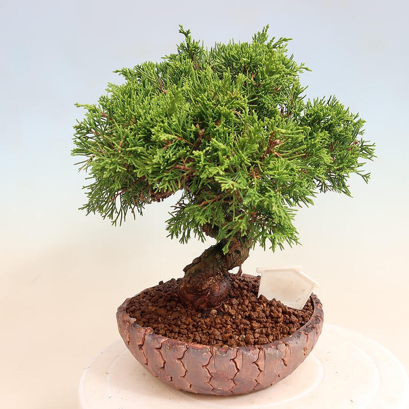 Outdoor bonsai - Juniperus chinensis Itoigawa - Chinese juniper