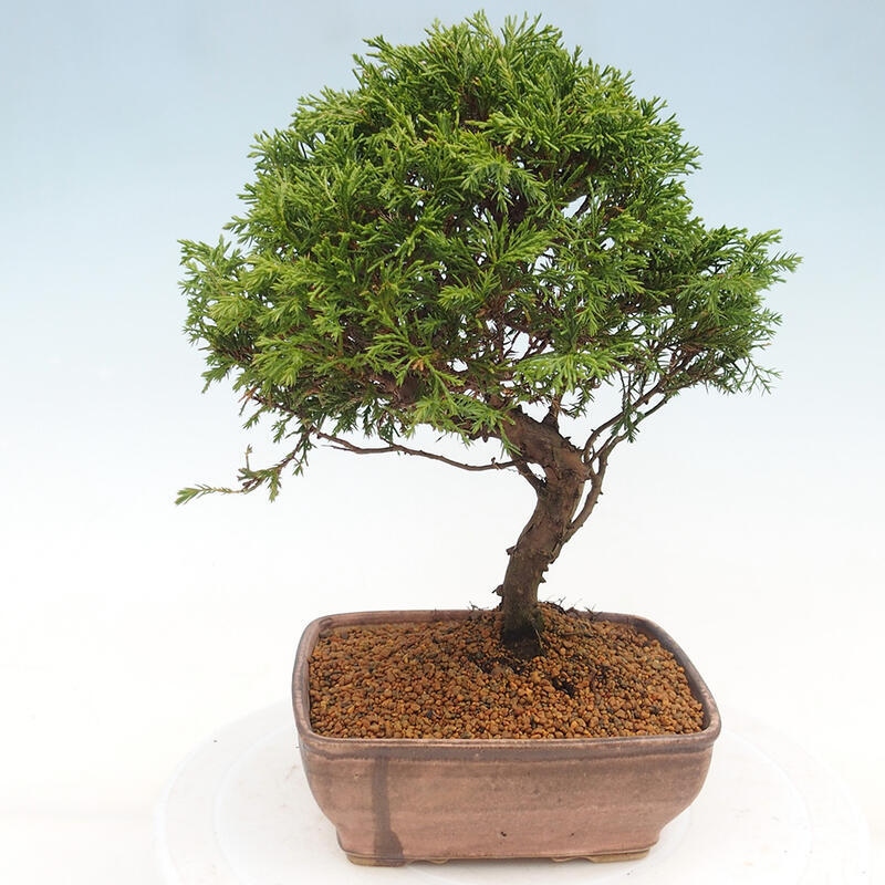 Outdoor bonsai - Juniperus chinensis Itoigawa - Chinese juniper