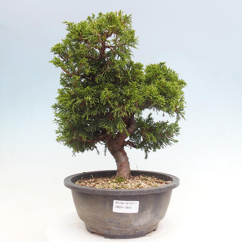 Outdoor bonsai - Juniperus chinensis Itoigawa - Chinese juniper