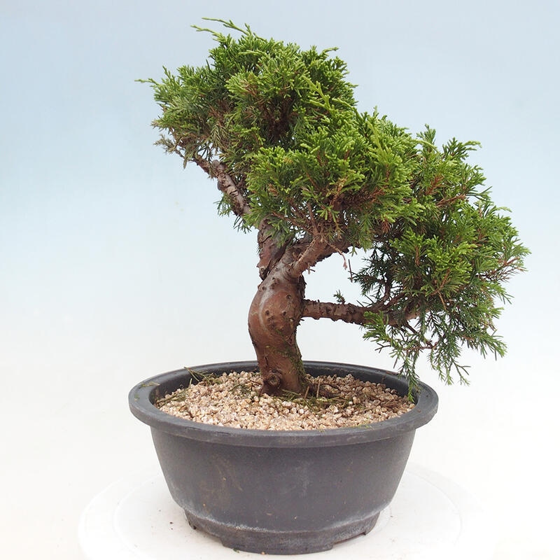 Outdoor bonsai - Juniperus chinensis Itoigawa - Chinese juniper