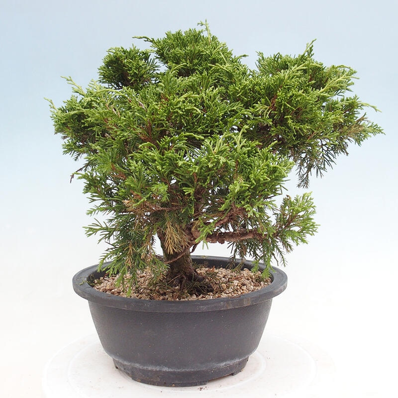 Outdoor bonsai - Juniperus chinensis Itoigawa - Chinese juniper