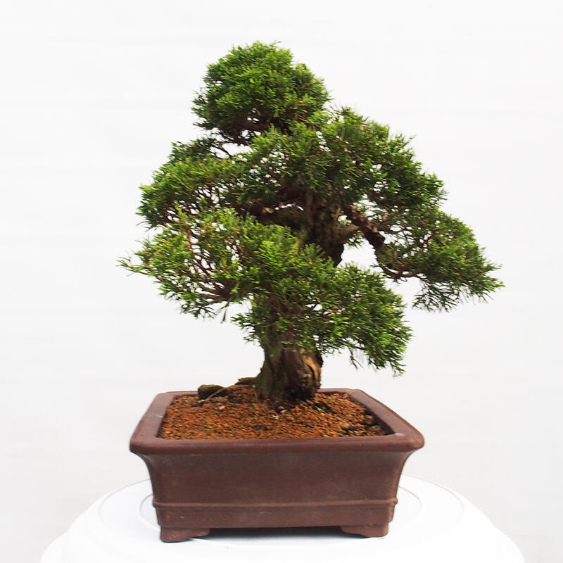 Outdoor bonsai - Juniperus chinensis Itoigawa - Chinese juniper