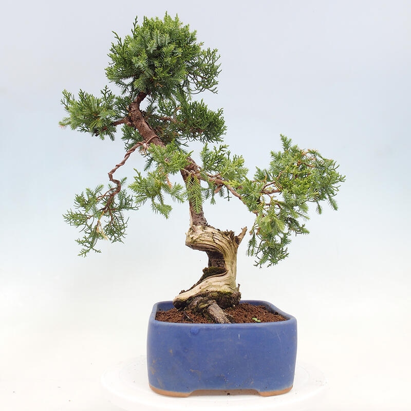 Bonsai im Freien - Juniperus chinensis Itoigawa-Chinesischer Wacholder