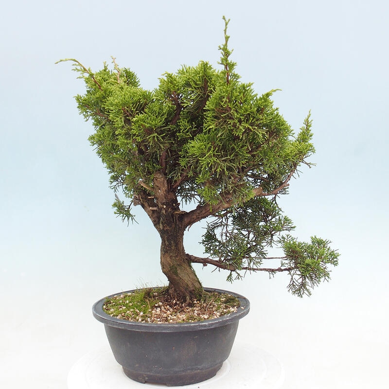 Outdoor bonsai - Juniperus chinensis Itoigawa - Chinese juniper