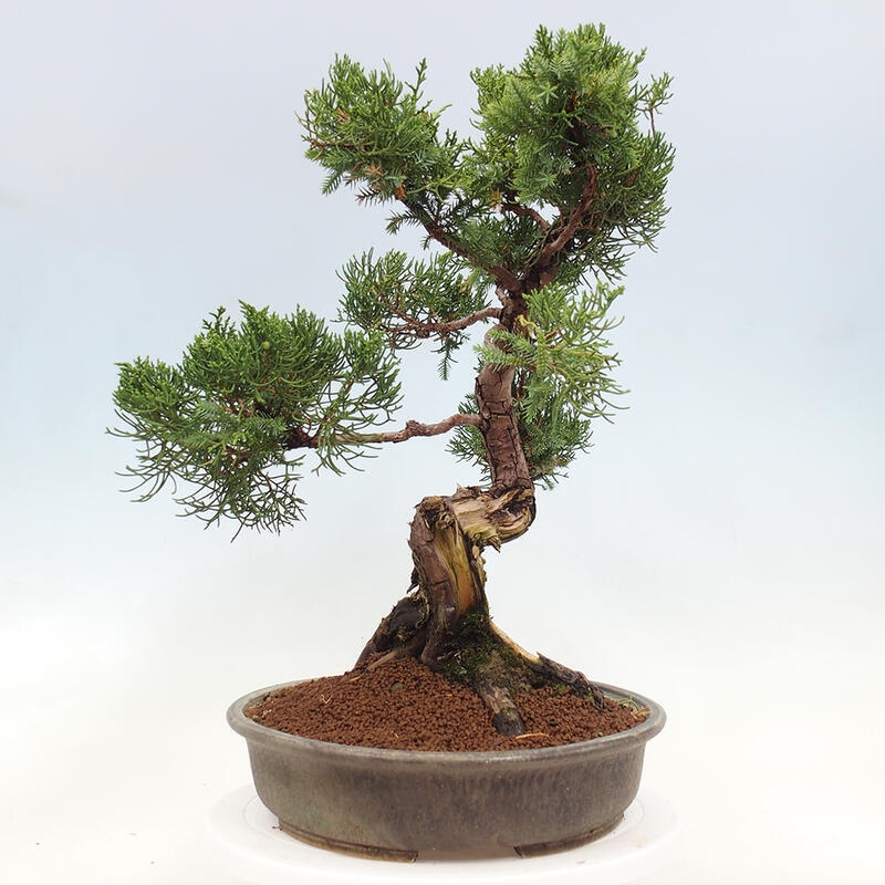 Bonsai im Freien - Juniperus chinensis Itoigawa-Chinesischer Wacholder