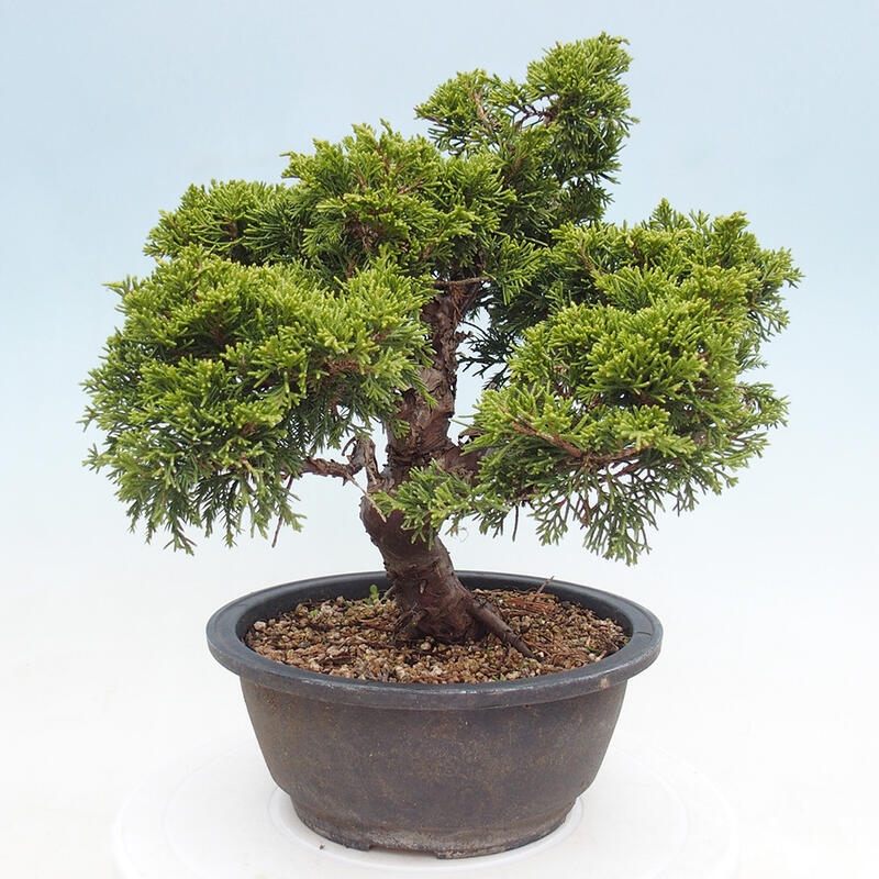 Outdoor bonsai - Juniperus chinensis Itoigawa - Chinese juniper