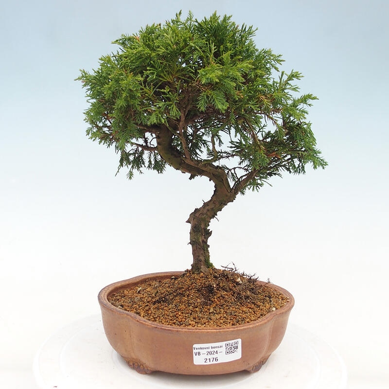 Outdoor bonsai - Juniperus chinensis Itoigawa - Chinese juniper