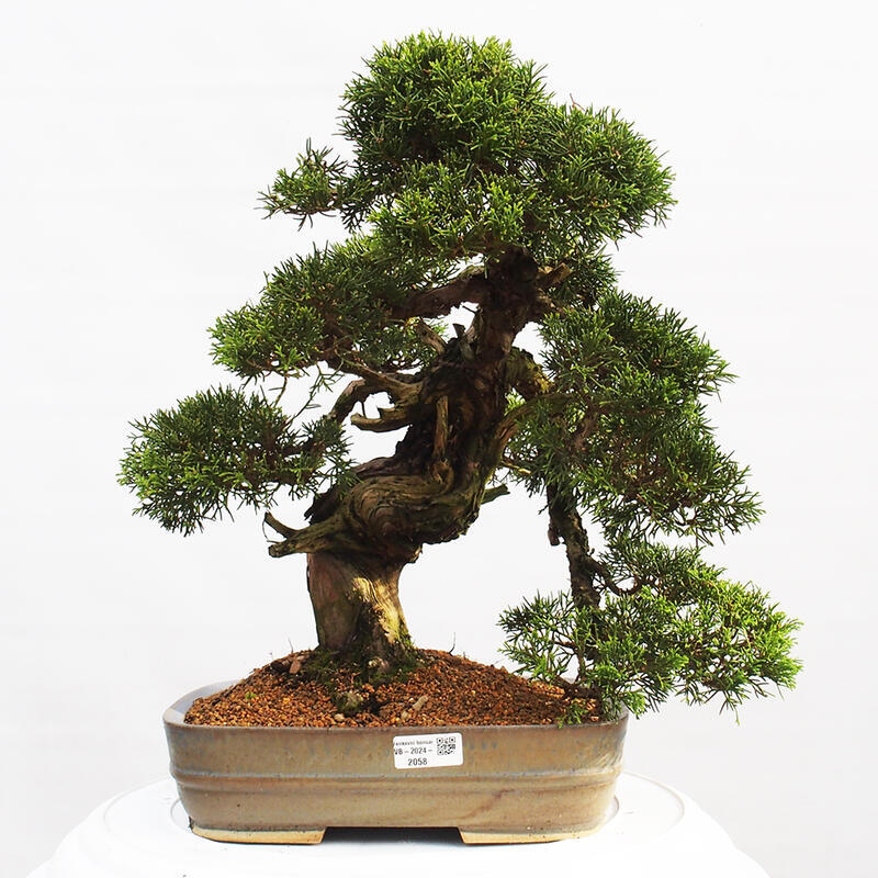 Outdoor bonsai - Juniperus chinensis Itoigawa - Chinese juniper