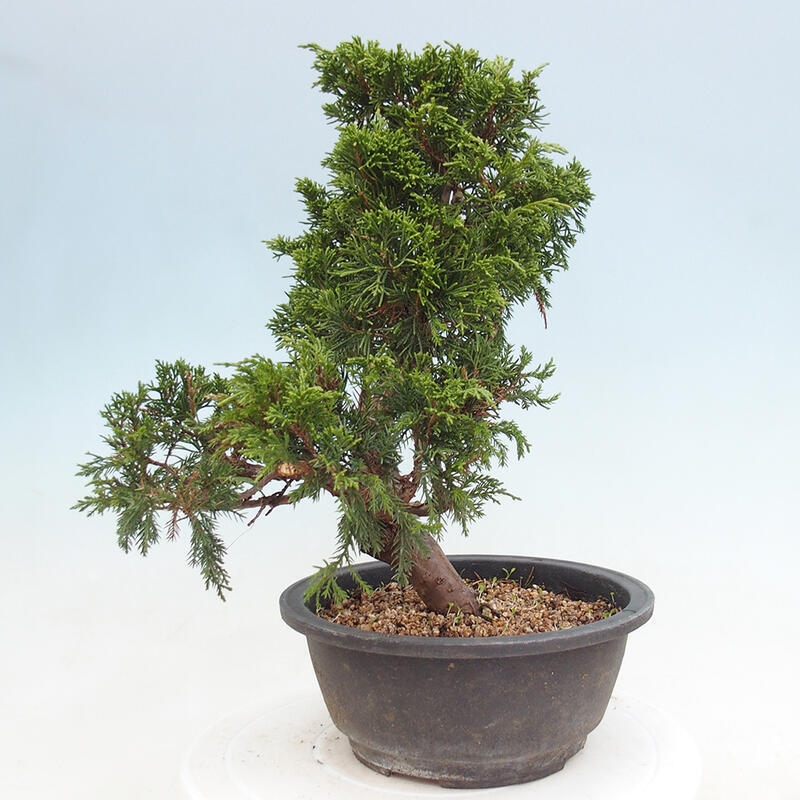 Outdoor bonsai - Juniperus chinensis Itoigawa - Chinese juniper