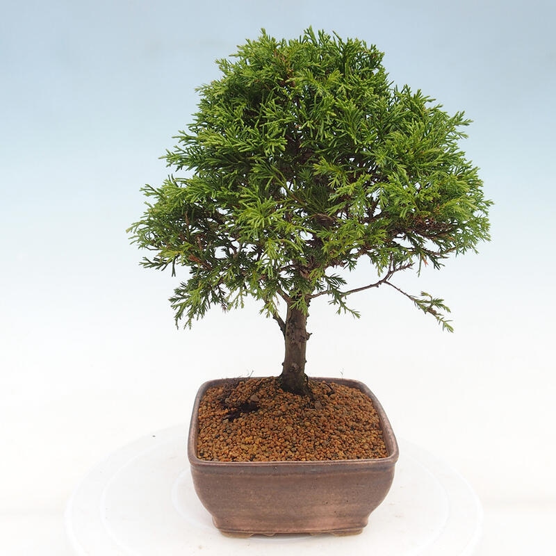 Outdoor bonsai - Juniperus chinensis Itoigawa - Chinese juniper