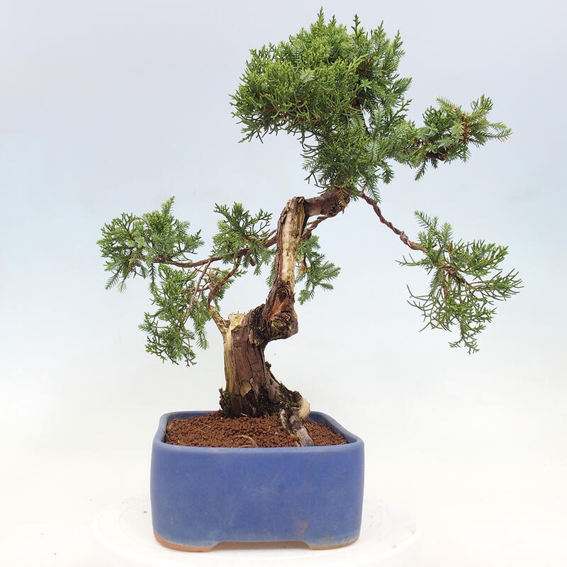 Bonsai im Freien - Juniperus chinensis Itoigawa-Chinesischer Wacholder