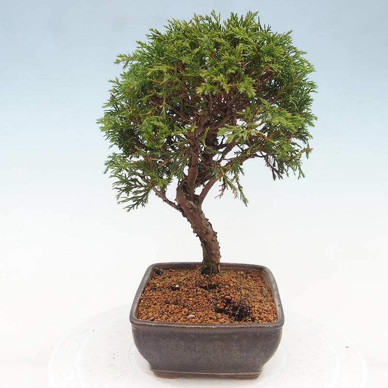 Outdoor bonsai - Juniperus chinensis Itoigawa - Chinese juniper