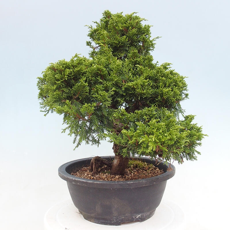 Outdoor bonsai - Juniperus chinensis Itoigawa - Chinese juniper