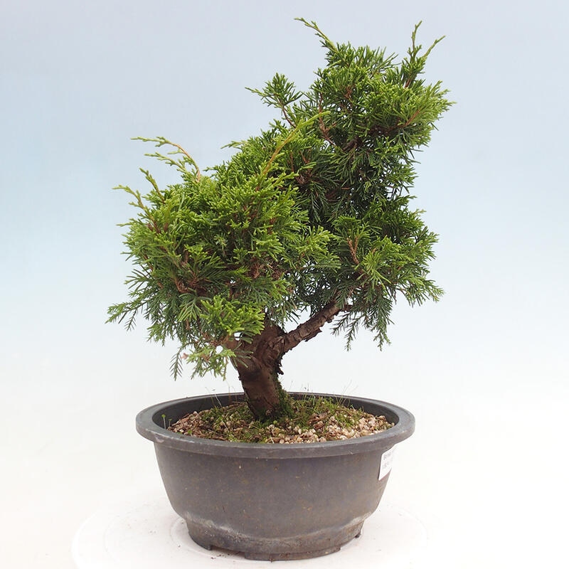 Outdoor bonsai - Juniperus chinensis Itoigawa - Chinese juniper