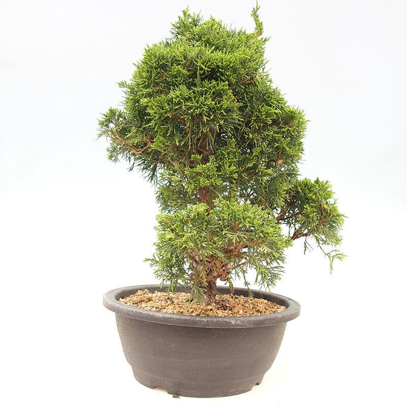 Outdoor-Bonsai - Juniperus chinensis Itoigawa-Chinesischer Wacholder