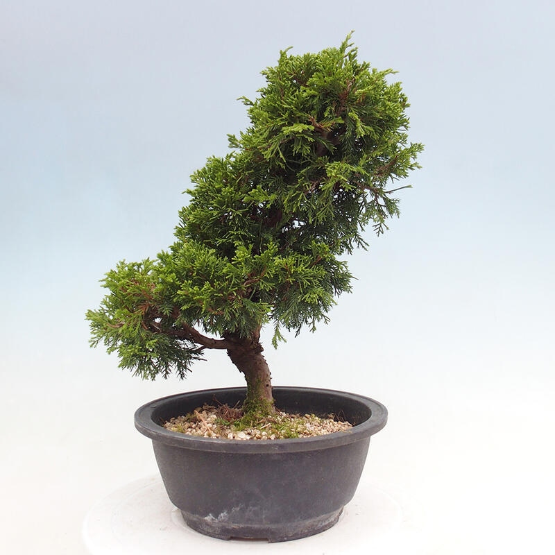 Outdoor bonsai - Juniperus chinensis Itoigawa - Chinese juniper