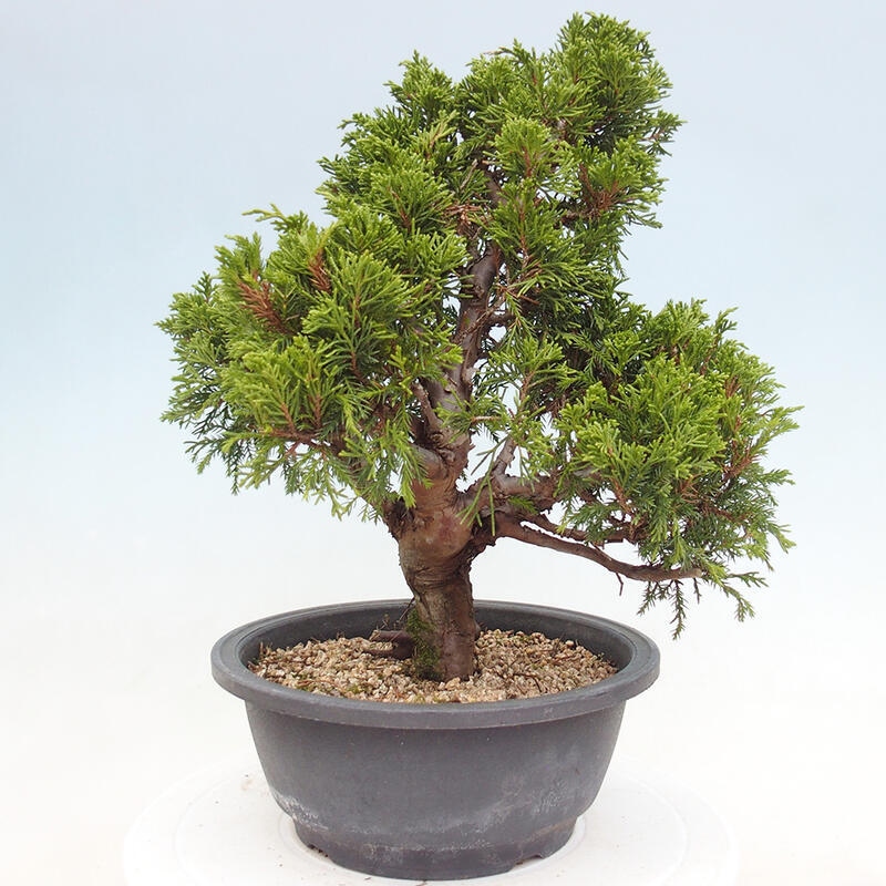 Outdoor bonsai - Juniperus chinensis Itoigawa - Chinese juniper