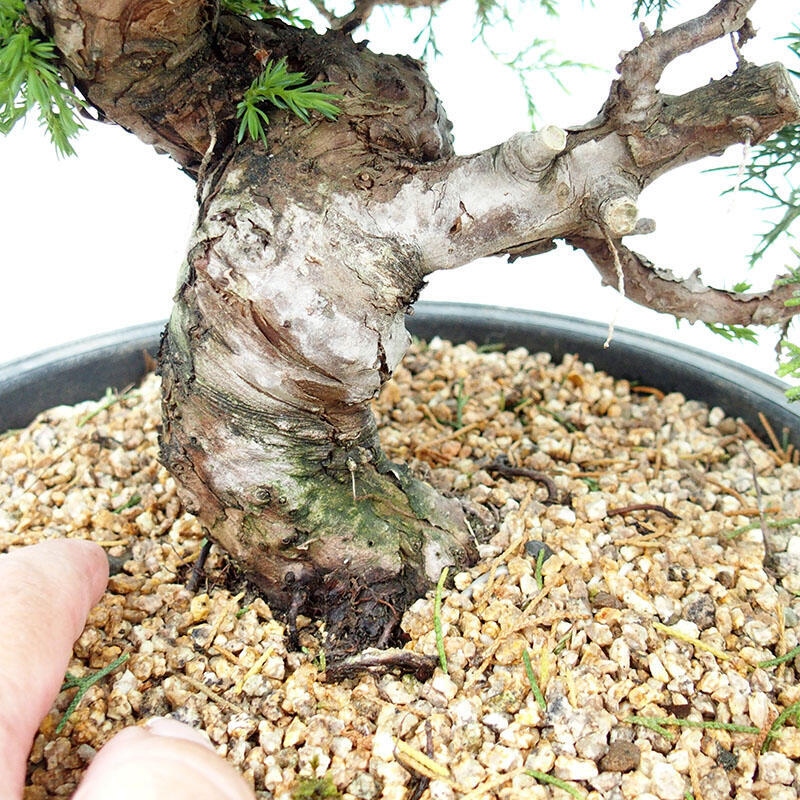 Outdoor-Bonsai - Juniperus chinensis Itoigawa-Chinesischer Wacholder