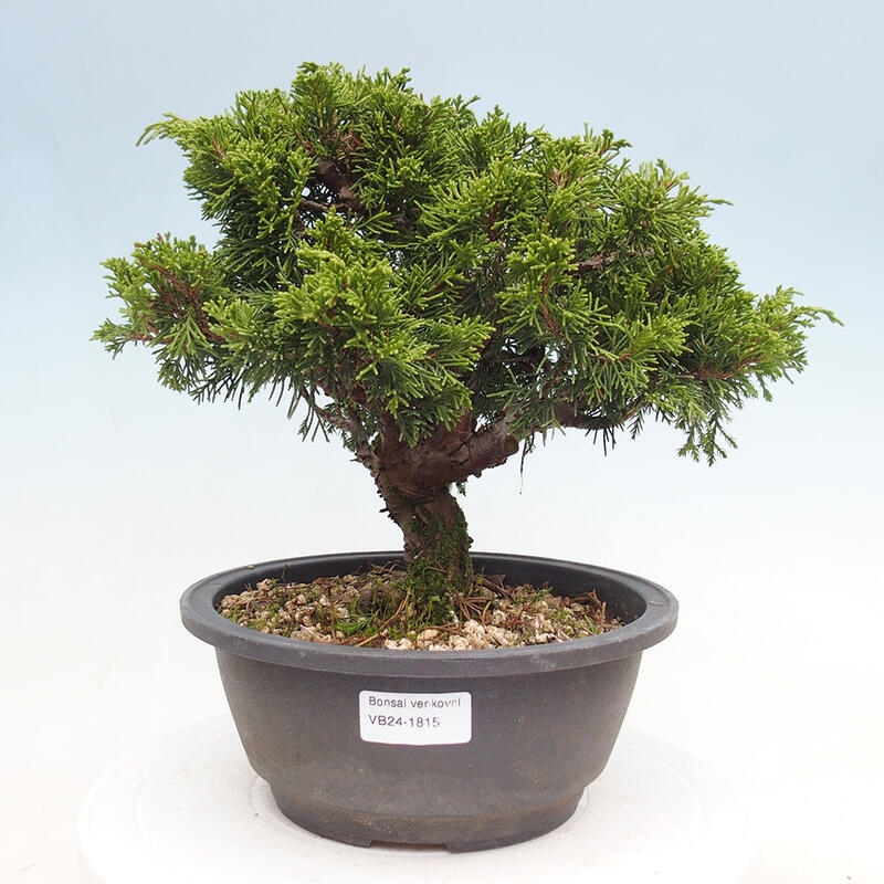 Outdoor bonsai - Juniperus chinensis Itoigawa - Chinese juniper