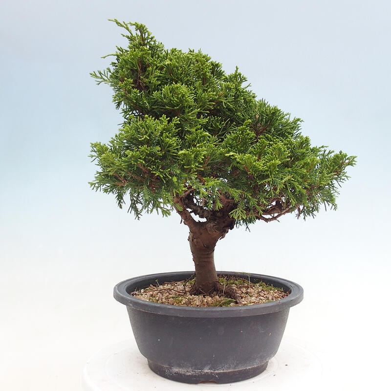 Outdoor bonsai - Juniperus chinensis Itoigawa - Chinese juniper