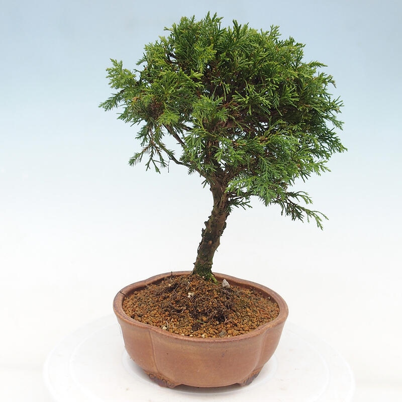 Outdoor bonsai - Juniperus chinensis Itoigawa - Chinese juniper