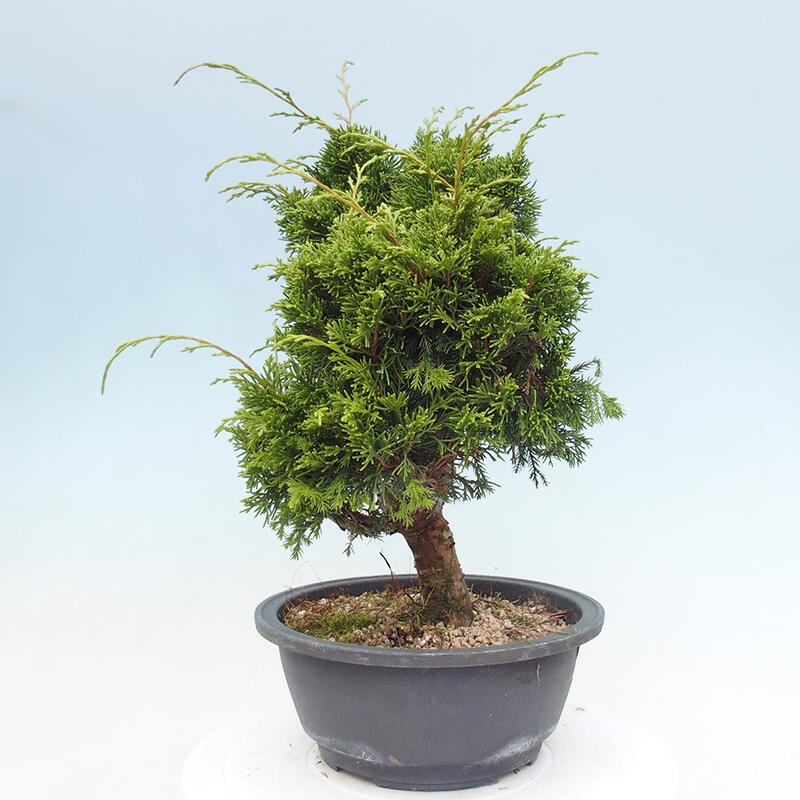 Outdoor bonsai - Juniperus chinensis Itoigawa - Chinese juniper