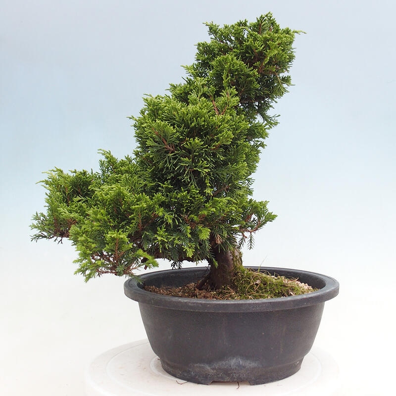 Outdoor bonsai - Juniperus chinensis Itoigawa - Chinese juniper