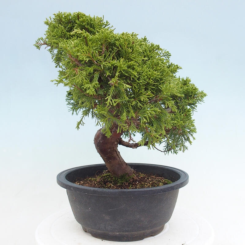 Outdoor bonsai - Juniperus chinensis Itoigawa - Chinese juniper