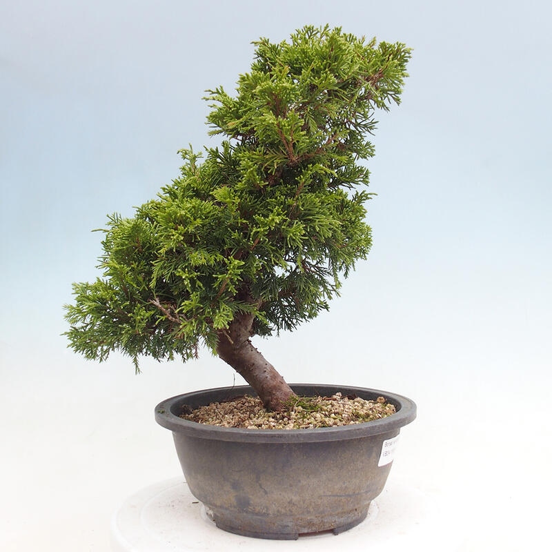 Outdoor bonsai - Juniperus chinensis Itoigawa - Chinese juniper