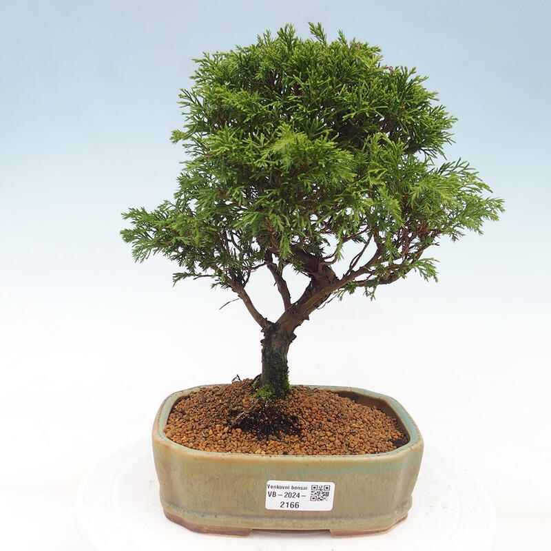 Outdoor bonsai - Juniperus chinensis Itoigawa - Chinese juniper