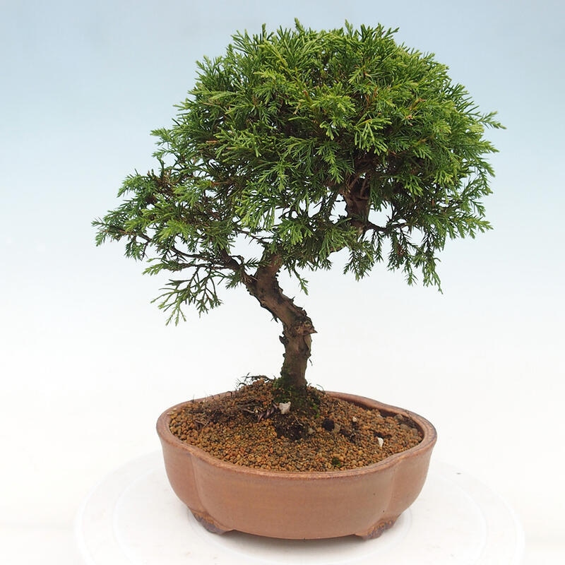 Outdoor bonsai - Juniperus chinensis Itoigawa - Chinese juniper