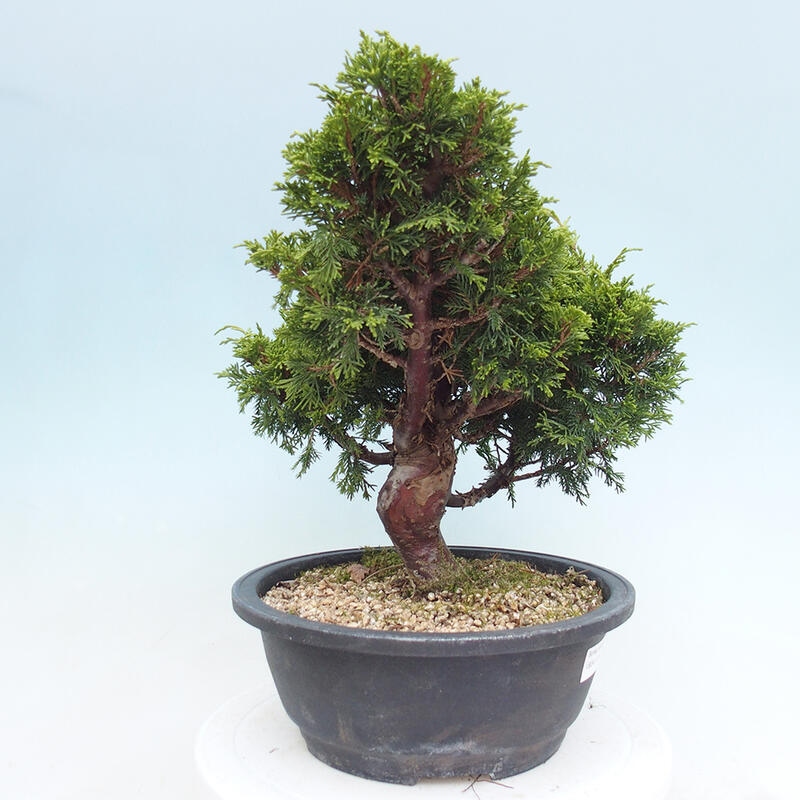 Outdoor bonsai - Juniperus chinensis Itoigawa - Chinese juniper