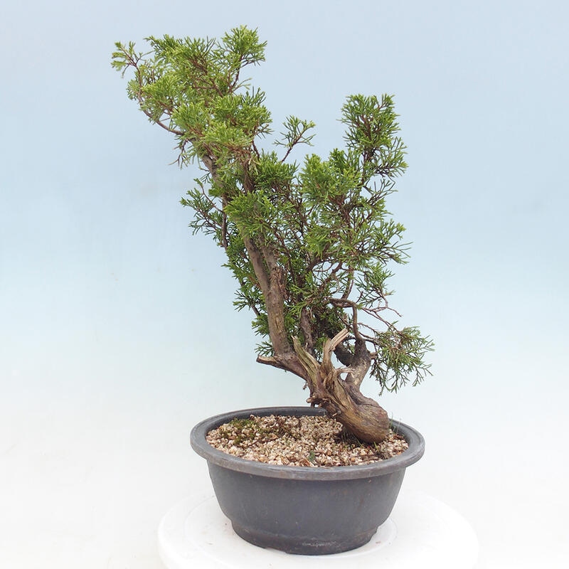 Outdoor bonsai - Juniperus chinensis Itoigawa - Chinese juniper