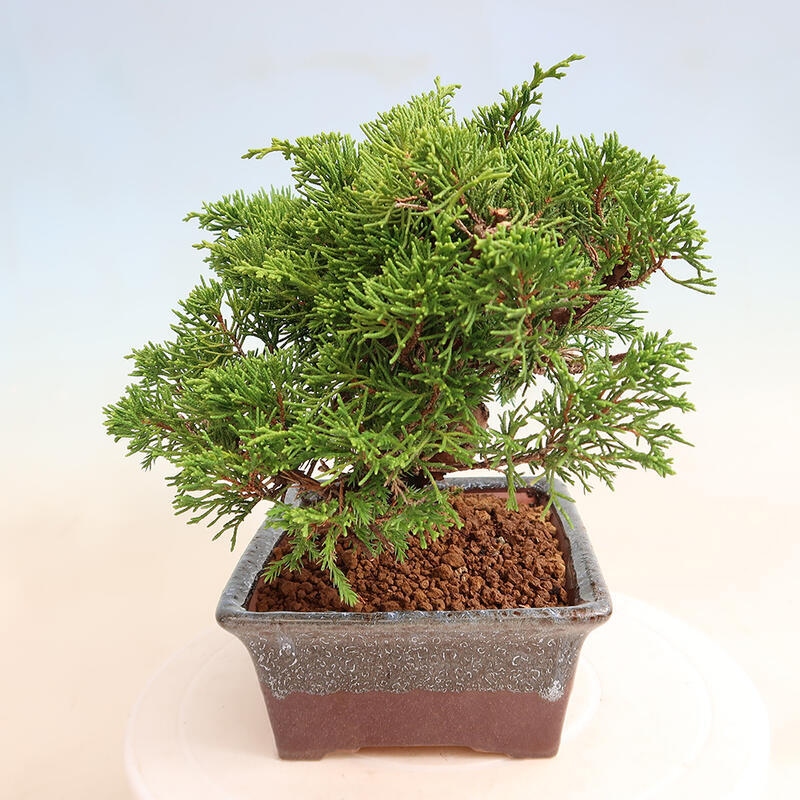 Outdoor bonsai - Juniperus chinensis Itoigawa - Chinese juniper