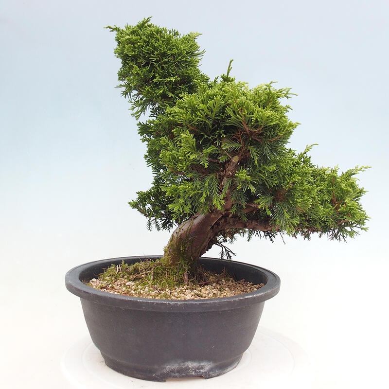 Outdoor bonsai - Juniperus chinensis Itoigawa - Chinese juniper