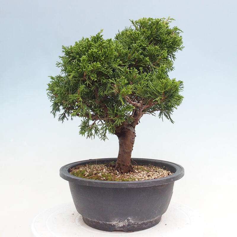 Outdoor bonsai - Juniperus chinensis Itoigawa - Chinese juniper