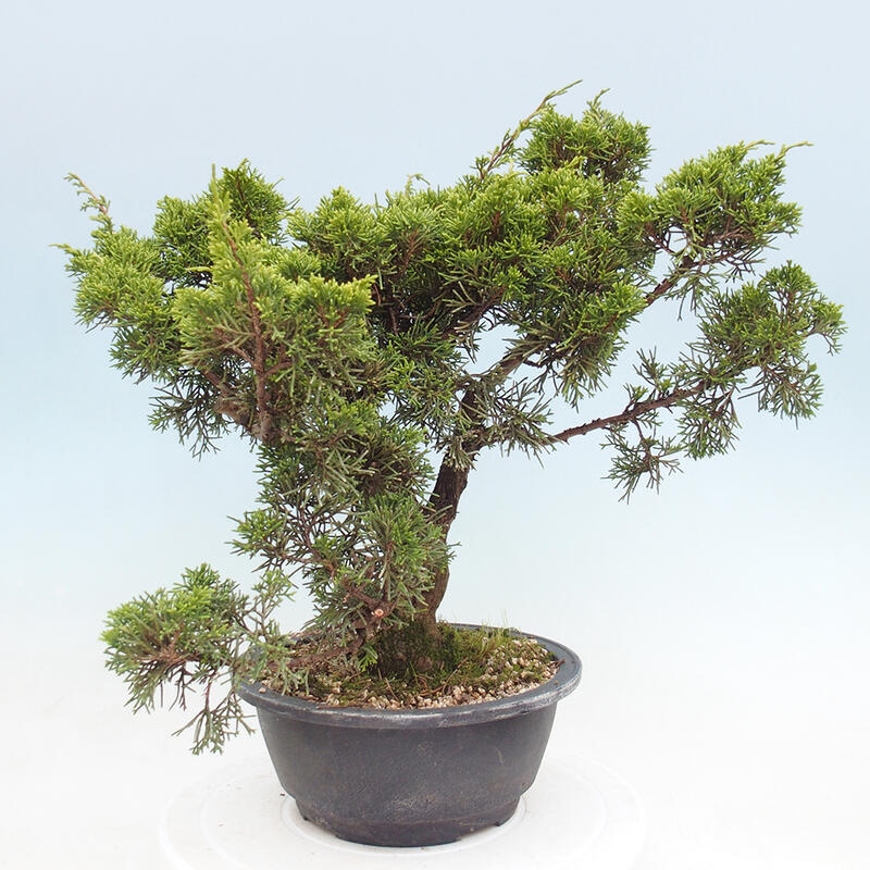 Outdoor bonsai - Juniperus chinensis Itoigawa - Chinese juniper